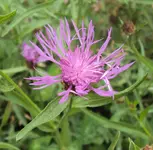 DSC02953 - 2012-07-09 - wiesenflockenblume.webp