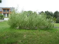 IMG_5942.webp