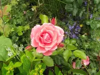 231.webp