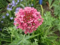 006.webp