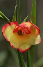 Gladiole 120709.webp