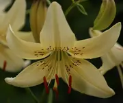 Lilie 120709.webp