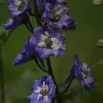 Rittersporn 120709.webp
