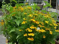 P1080229 (800x600).webp P1080229 (800x600).webp