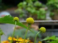 P1080231 (800x600).webp P1080231 (800x600).webp