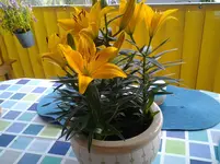 20120709_200130.webp