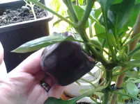 20120709_195355.webp