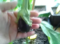 20120709_195304.webp
