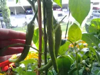 20120709_195438.webp