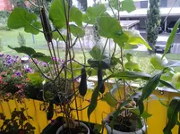 20120706_094208.webp