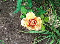 WP_000089.webp