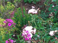 WP_000092.webp