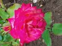 WP_000090.webp