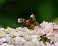 DSC_8177 zwei Fliegen.webp