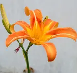 DSC_8245 Taglilie.webp
