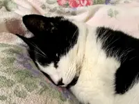 _Stupsi v (1).webp