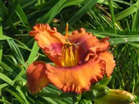 IMG_a 260_1024x768.webp
