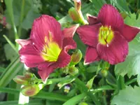 IMG_blue nil_1024x768.webp