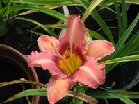 IMG_byzanthin empereor x el desperado1_1024x768.webp
