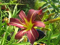 IMG_dark star1_1024x768.webp