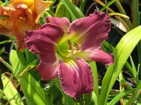 IMG_sa 33_1024x768.webp