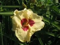 IMG_sil.gumdrop_1024x768.webp
