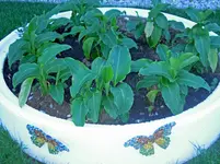 DSCN0457.webp