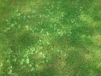 Unkraut_Fläche.webp