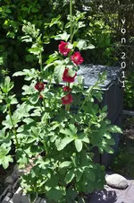 DSC_1963 Kopie.webp