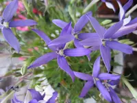 Neue blaue.webp