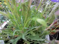 Blatt zu neue Blaue.webp