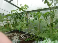 CIMG3131.webp