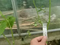 CIMG3143.webp