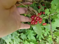 CIMG3127.webp