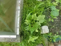 CIMG3151.webp