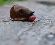 die Schnecke.webp