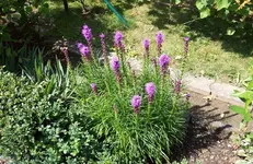 Prachtscharte.webp