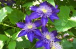 Clematis.jpg