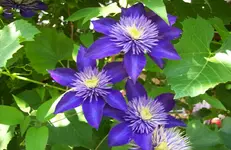 Clematis.webp