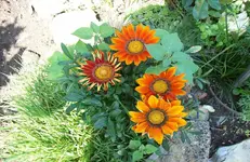 Mittagsgold.webp