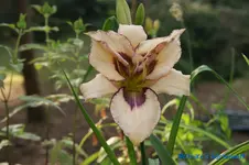 comp_Juile Newmar.webp