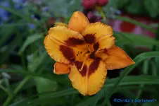 comp_Ranging Tiger.webp