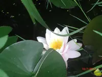CIMG3074.webp