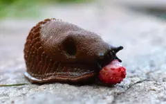die Schnecke von Ingistern.webp