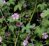 DSC03010 - 2012-07-10 - wilde malven.webp
