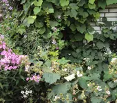 DSC03007 - 2012-07-10 - wein - brombis - malven - phlox.webp