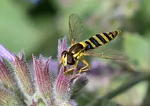 DSC_8077 Schwebfliege.webp