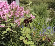 DSC03002 - 2012-07-10 - staudenbeet eingang.webp