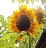 DSC02999 - 2012-07-10 - soblu.webp