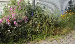 DSC02998 - 2012-07-10 - staudenbeet2  vorn.webp